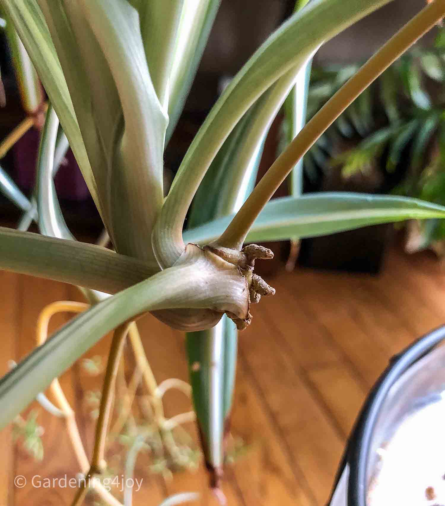 Pot bound roots of a spider plant needing to be transplanted