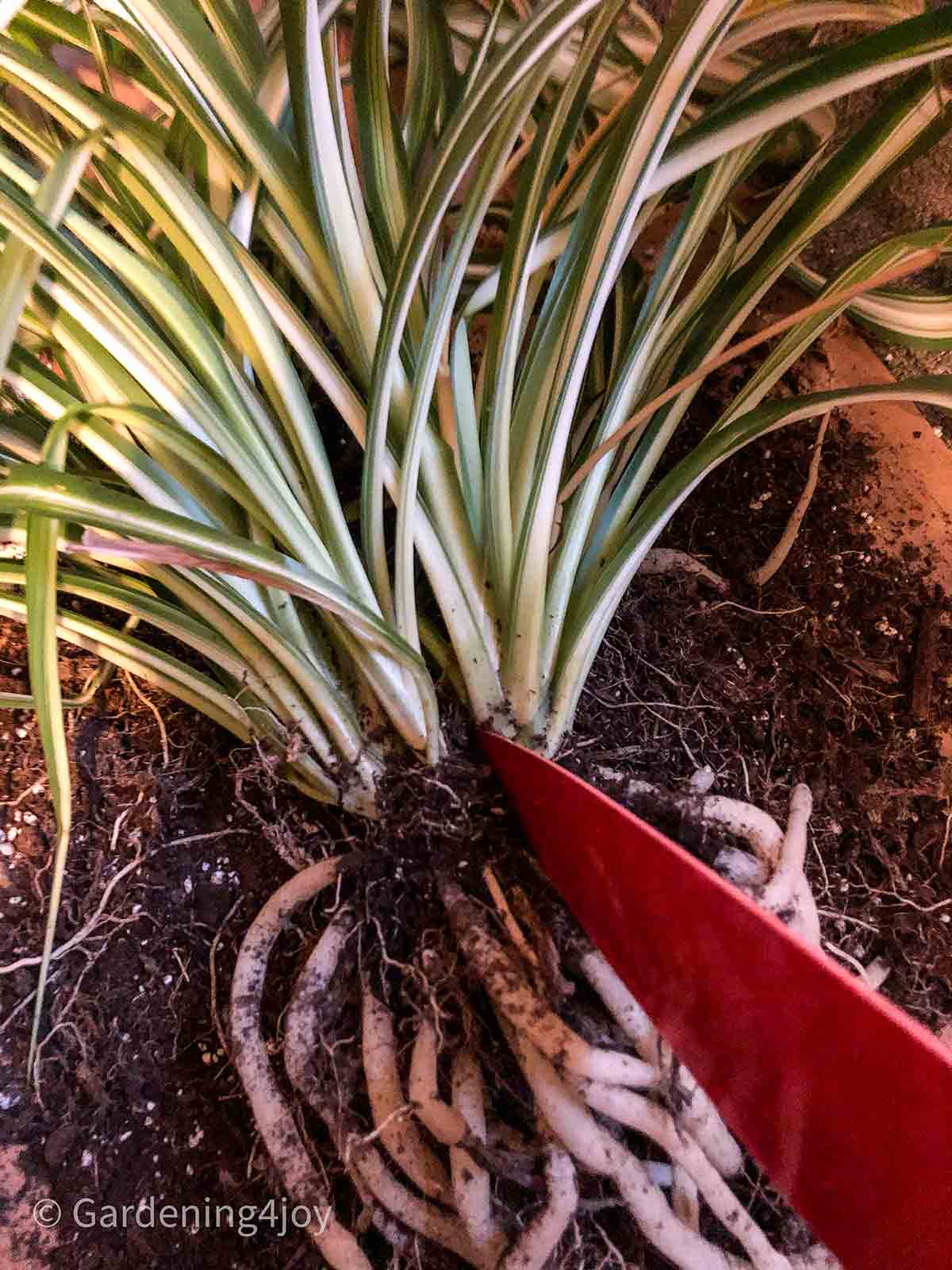 Propagated baby spider plants