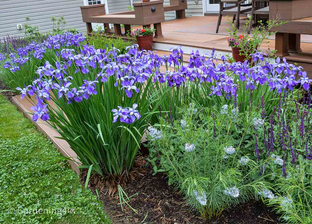 Nine wonderful perennial flowers that animals will not devour -  Gardening4Joy