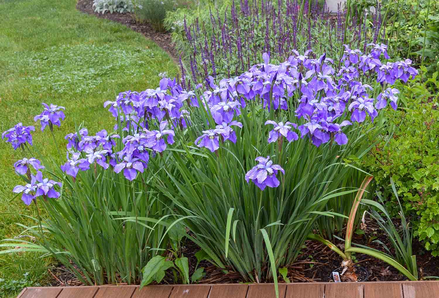 Siberian Iris Varieties